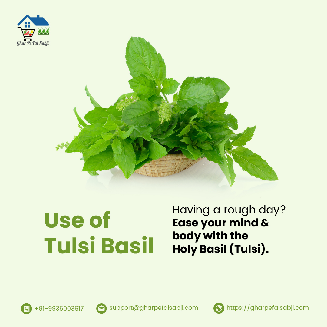Use-of-Tulsi-Basil